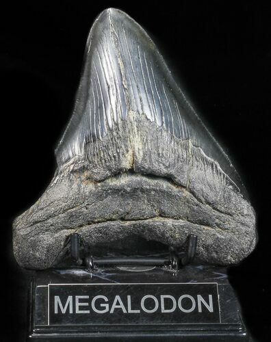 Bargain, Black, Fossil Megalodon Tooth #57453